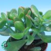 Crassula Ovata (Dollar Plant, Jade Plant, Jade Tree, Money Tree) P12
