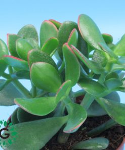 Crassula Ovata (Dollar Plant, Jade Plant, Jade Tree, Money Tree) P12