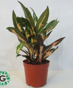 Codiaeum variegatum Croton “Garden croton”