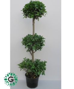 Ficus diversifolia “Three Heads”