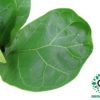 Ficus Lyrata / fiddle-leaf fig 30cm