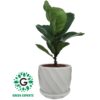 Ficus Lyrata / fiddle-leaf fig 30cm