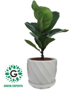 Ficus Lyrata / fiddle-leaf fig 30cm
