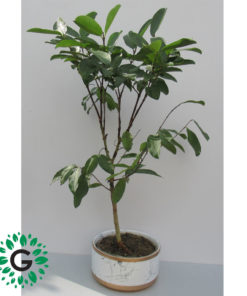 Guava Tree OR Psidium Guajava شجرة الجوافة
