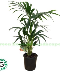 Howea forsteriana / Kentia Palm