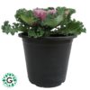 Brassica Oleracea / Ornamental kale 6L