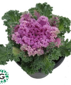 Brassica Oleracea / Ornamental kale 6L