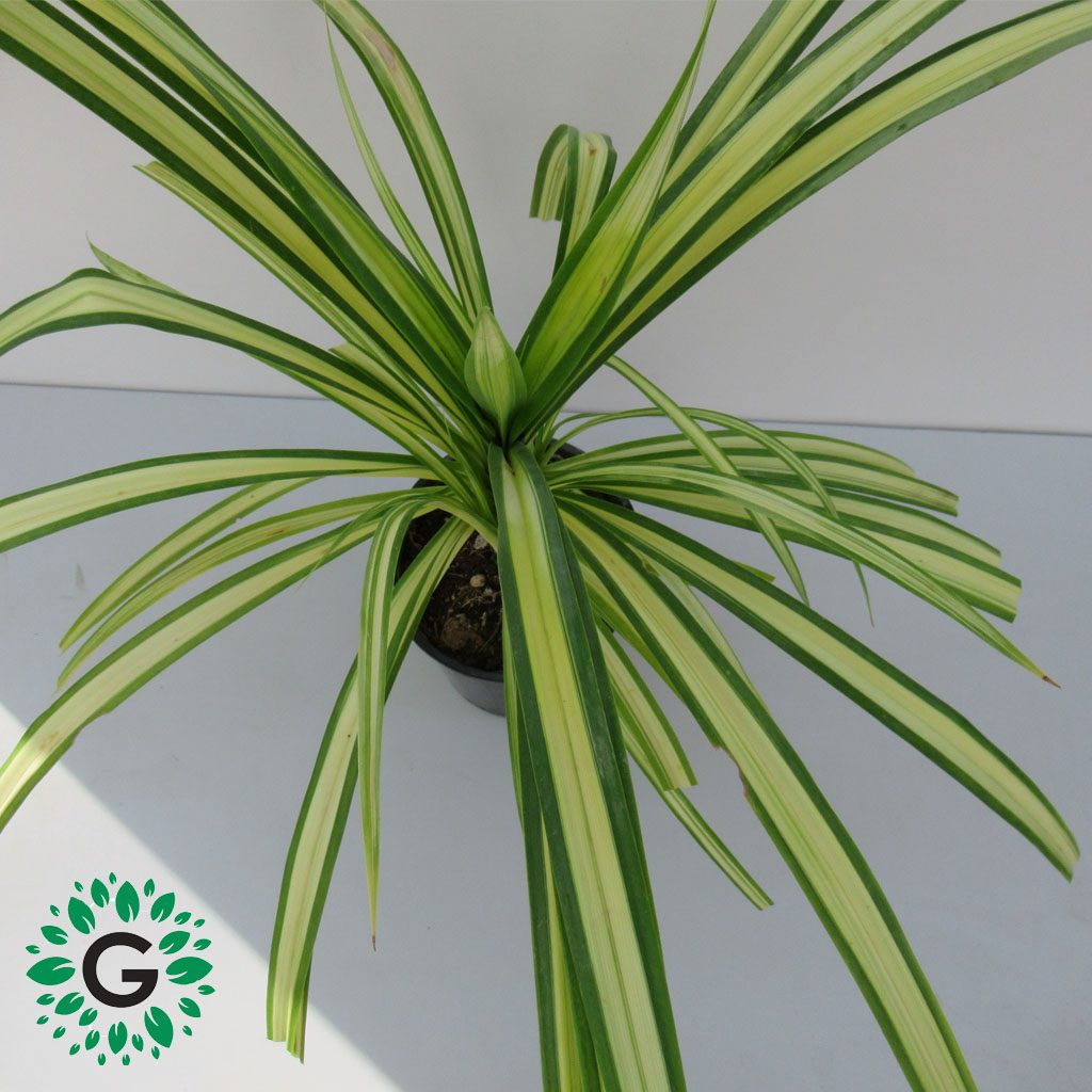 Variegated Dwarf Pandanus 40cm Green Experts Landscape