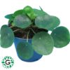 Pilea Peperomioides OR Chinese Money Plant P14