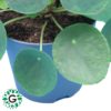 Pilea Peperomioides OR Chinese Money Plant P14