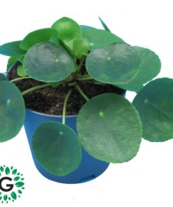 Pilea Peperomioides OR Chinese Money Plant P14