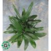 Rhapis Excelsa 35cm رابيس اكسلسا