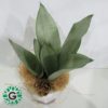 Sansevieria Moonshine