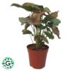 Syngonium Podophyllum 25cm