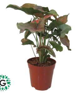 Syngonium Podophyllum 25cm