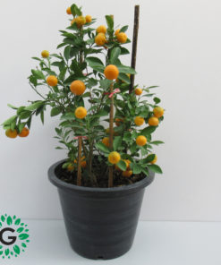 Mandarin Plant 50cm / نبات الماندرين