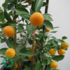 Mandarin Plant 50cm / نبات الماندرين