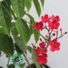 Jatropha Red 70cm جاتروفا أحمر