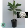 Plumeria Obtusa “Frangipani Or The Temple Tree” 100cm بلوميريا أوبتوسا فرانجيباني