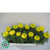 Marigold + Cosmo Planter 60
