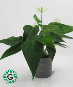 Anthurium White 30cm