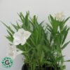 Ruellia White Flower 10L