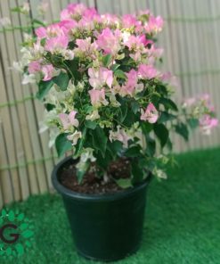 Bougainvillea Thai Mix 6L