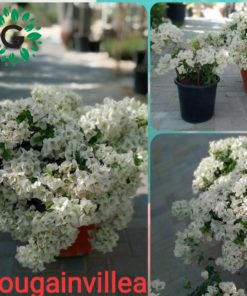 Bougainvillea White 40L