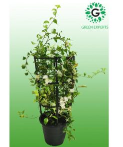 Bougainvillea White 4 Stick