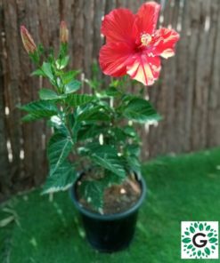 Hibescus Red 80cm