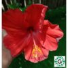 Hibescus Red 80cm