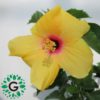Hibescus Yellow 6L