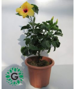 Hibescus Yellow 6L