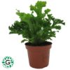 Asplenium Antiquum 'Victoria'
