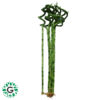 Lucky Bamboo / Dracaena Sanderiana 60cm