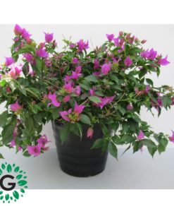Bougainvillea Alexandrea Purple