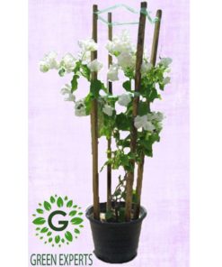 Bougainvillea white 4 Stick