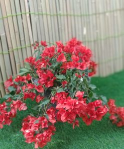 Bougainvillea tomato red 6L