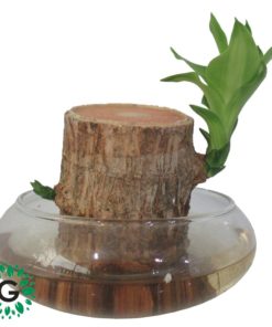 Dracaena Fragrans 'Massangeana Hydro