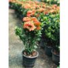 Ixora Chinensis Orange 25cm