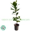 Terminalia Catappa (Indian Almond Tree) / Southern Catalpa 80cm