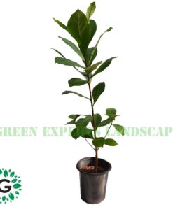 Terminalia Catappa (Indian Almond Tree) / Southern Catalpa 80cm