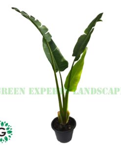 Ravenala Madagascariensis 120cm