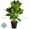 Scaevola Taccada 30cm