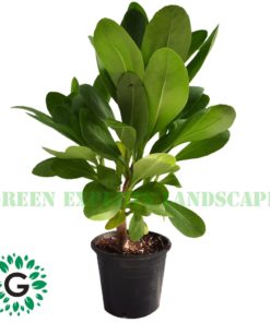 Scaevola Taccada 30cm