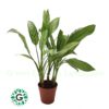 Aglaonema Silver Queen 45cm