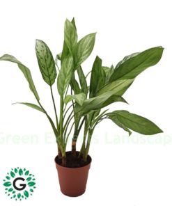 Aglaonema Silver Queen 45cm