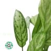 Aglaonema Silver Queen 45cm