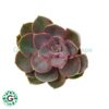 Echeveria / Succulent