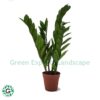 Zamioculcas zamiifolia, Zanzibar Gem or ZZ Plant